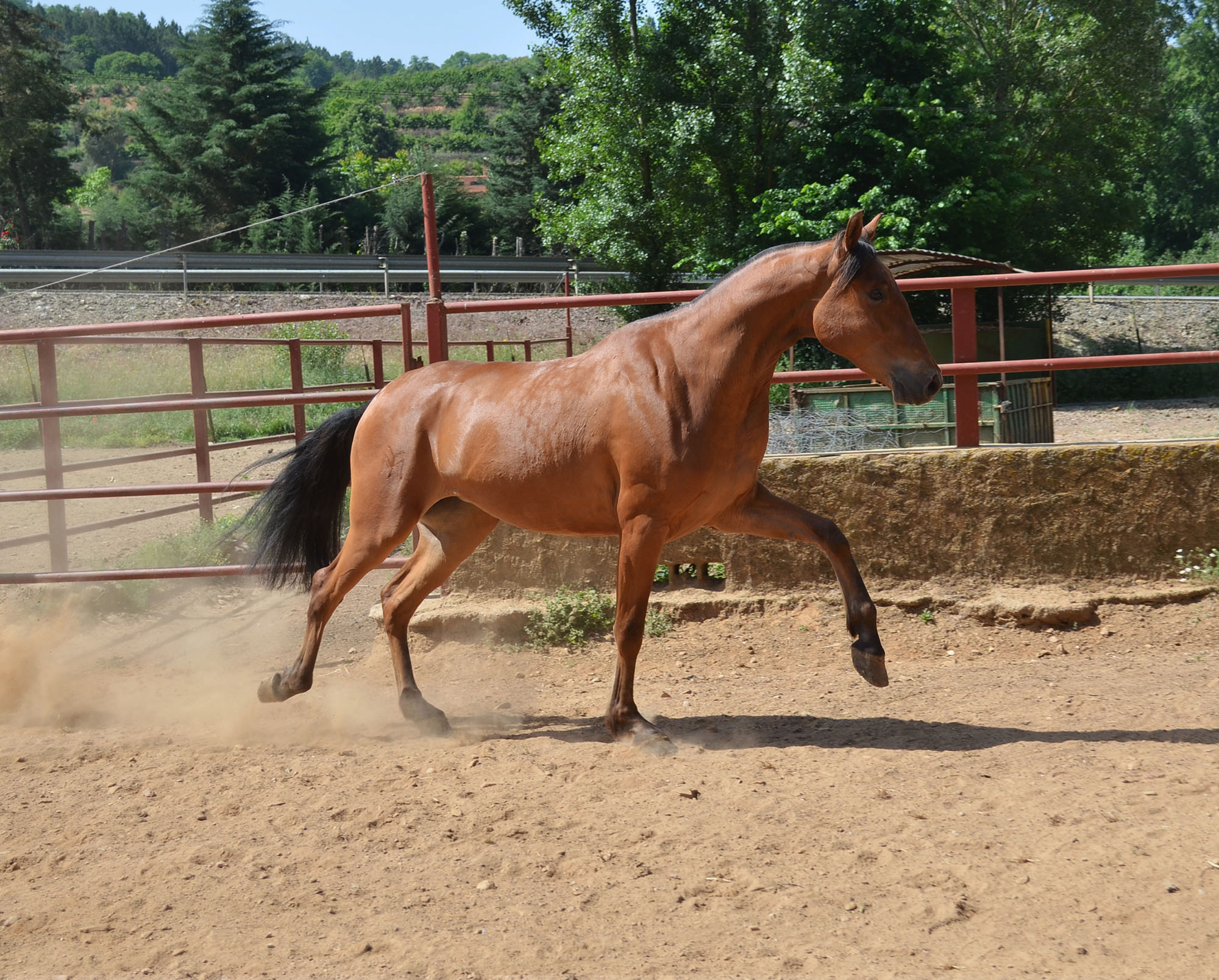 Caballo en Venta